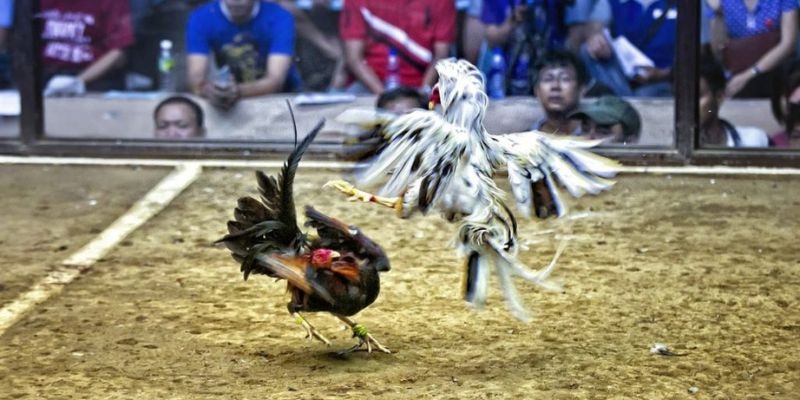 kubet3933 qq88 bắn cá