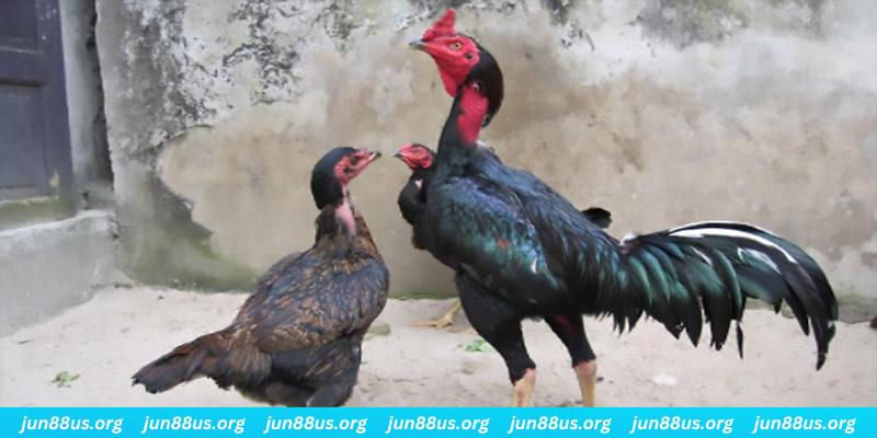 kubet3933 casino hồ tràm có cho người việt vào không